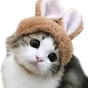 AL_xcat_cute