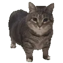 oiauia