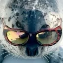 sealfashion