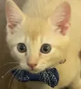 6845fancycat