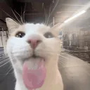 CSCatBleh