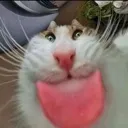 blehhh