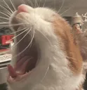 rawr
