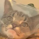 wuh