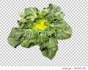 cabbage