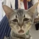 catYuck