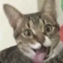 catSilly