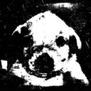 pero_traumatized