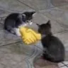 CatHandshake