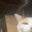 bleh1