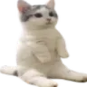 Maow Maow