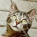 catsurprised
