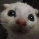 AutismEyes