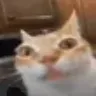 catErm