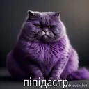 pipidastr