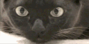 cat_dialate_stare