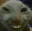 cat_hehe