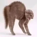 absoloutlyterrifiedcat