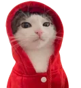 mochi_cat_hood