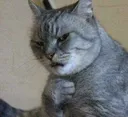 CatLook