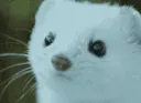 mochi_mink_angy