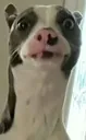 fingie