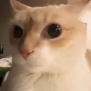 belusideye