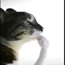 thinkingkitty