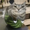 catsobrewatermelon