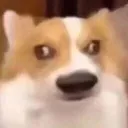 Dog_foolish