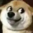 Dog_funny