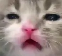 Cat_B_unhappy