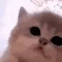 KittyJam