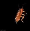 dancing_roach