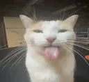 catcatcat