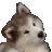 dogexercise