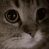 meow