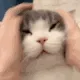 rubbingcat