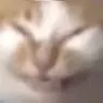 AyyLmaoCat