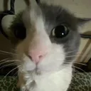 pwease