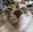 fatcat