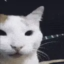 laughcat laughcat