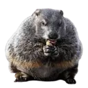 TIC_groundhog_hethicc
