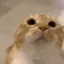 moo