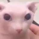 DU_kat