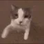 CL_cat_kiss