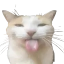 CL_silly_cat