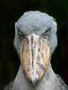 Shoebill