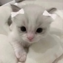 zkittystare Discord emoji