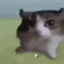 CAT_Explode
